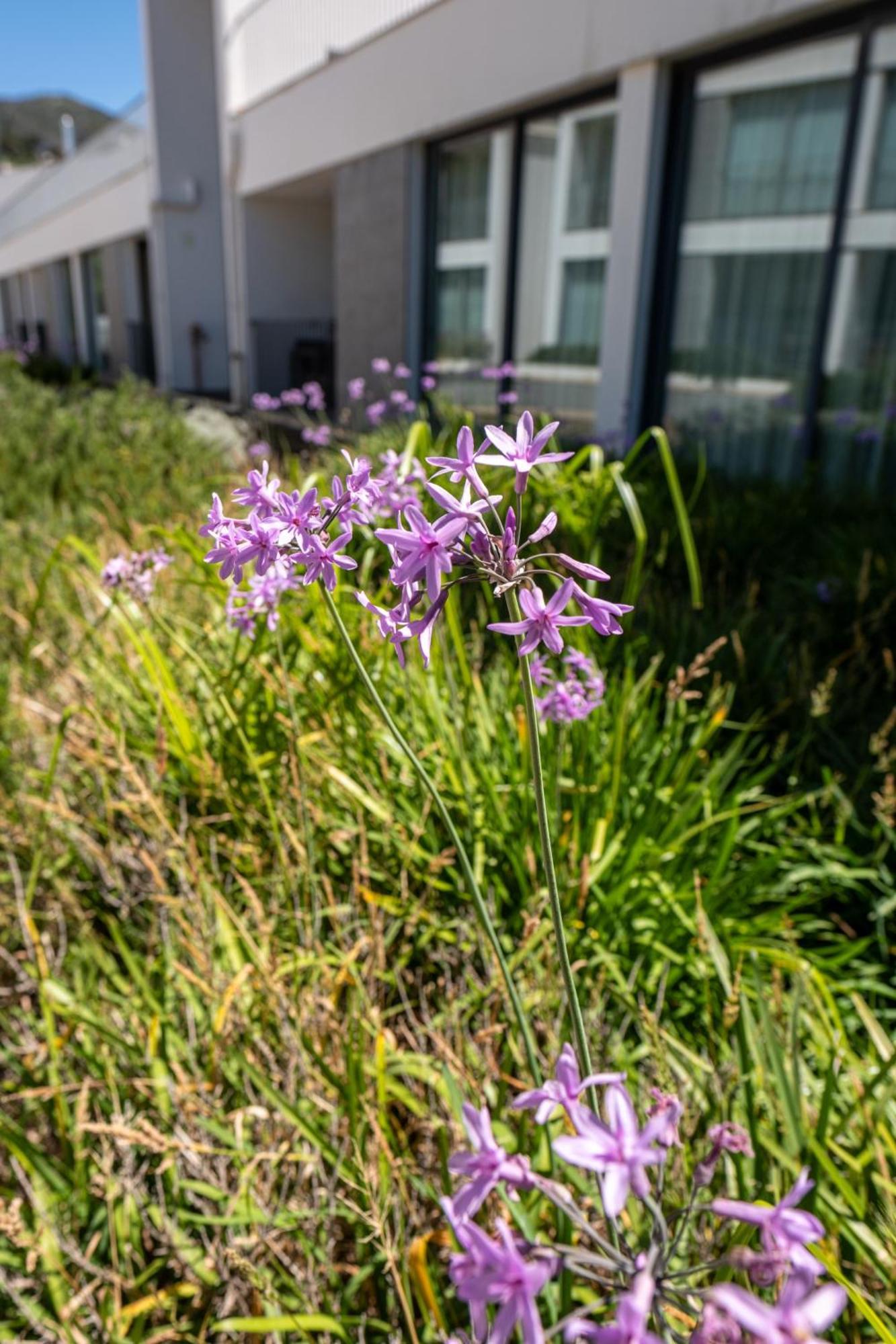 Monchique Resort & Spa Εξωτερικό φωτογραφία Scilla amethystina